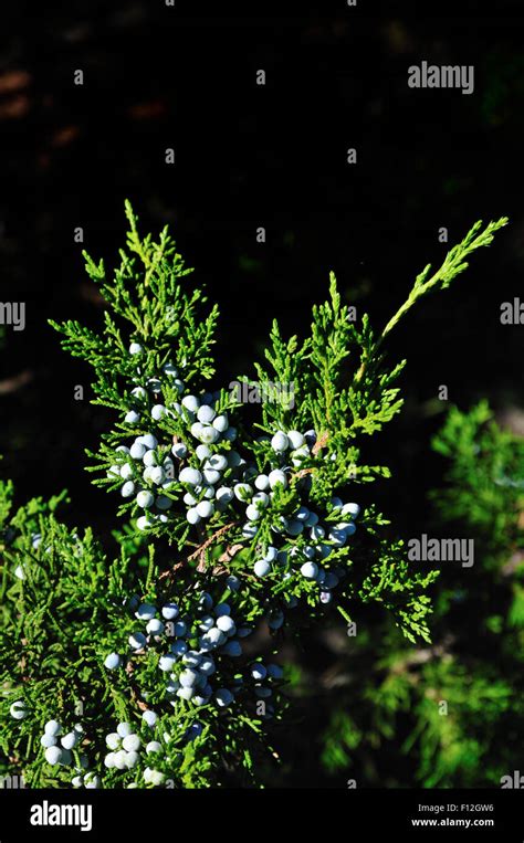 Juniperus Virginiana - Rote Zeder